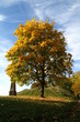 Herbstbaum Herbstbaum