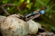 Ball Python Hatchling