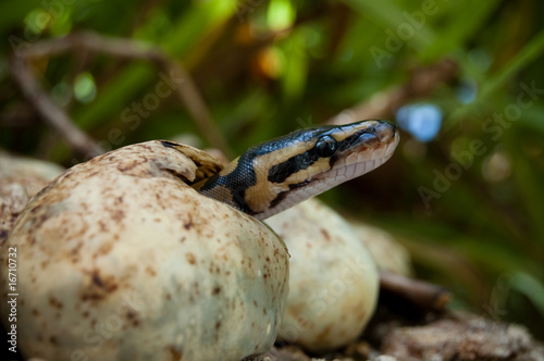 Ball Python Hatchling