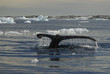 Whale tail