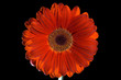 Gerbera daisy water drops
