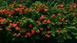 Video: floral floral