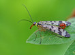 Skorpionsfliege