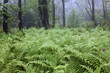 In the forest