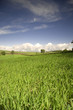 Green field_blue sky