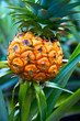 Pineapple plant