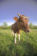 Young cow
