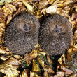 Igel_112870