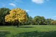 Autumn tree