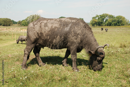 Photo: Water Buffalo, Hungary Water Buffalo, Hungary