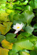 Fleur nénuphar