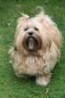 Lhasa Apso