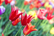 Tulips