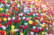 Tulips