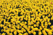 Yellow Tulips