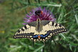 Papillon machaon et bourdon
