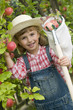 Apple harvests