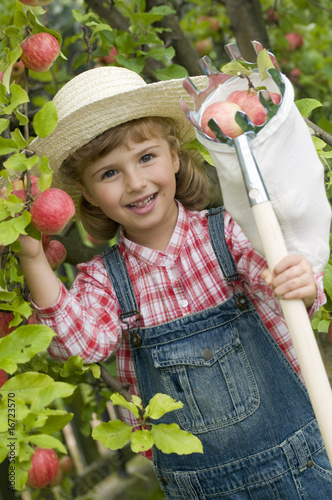 Photo: Apple harvests Apple harvests