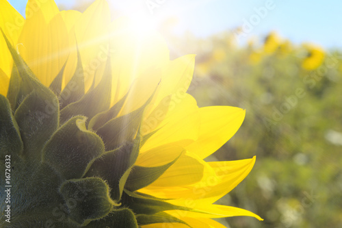 sunflower field