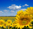 sunflower field sunflower field
