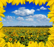 sunflower field with frame sunflower field with frame