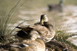 patos