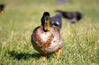 patos