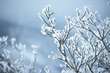 雪景色