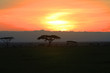 Tansania - Serengeti