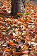 canvas print picture Tapis de feuilles