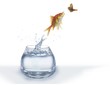 hunting on butterfly fish