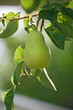 Pears