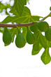 Isolated figs