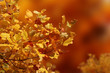 Blätter im Herbst