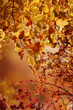 Blätter im Herbst