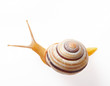 Snail isolated on white