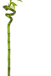 bamboo on white background