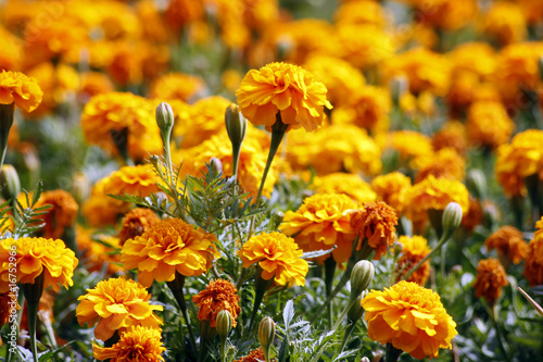 Fleurs