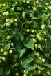 Hopfen