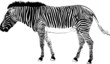 vector - zebra isolated on background vector - zebra isolated on background