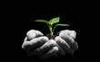 plant in hands