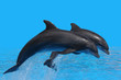 Delfin Delfin