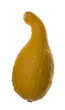 isolated yellow squash