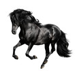 Photographie : black horse runs gallop isolated on white backgrond