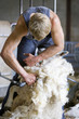 Young farmer shearing sheep for wool in barn