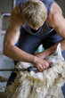 Young farmer shearing sheep for wool