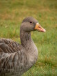 greylag goose