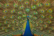 Indian peacock in courting pose with tail fanned out Indian peacock in courting pose with tail fanned out