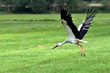 Storch