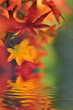 Herbstlaub